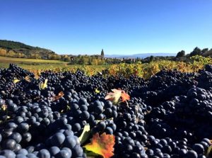 Vendimia en Cantabria